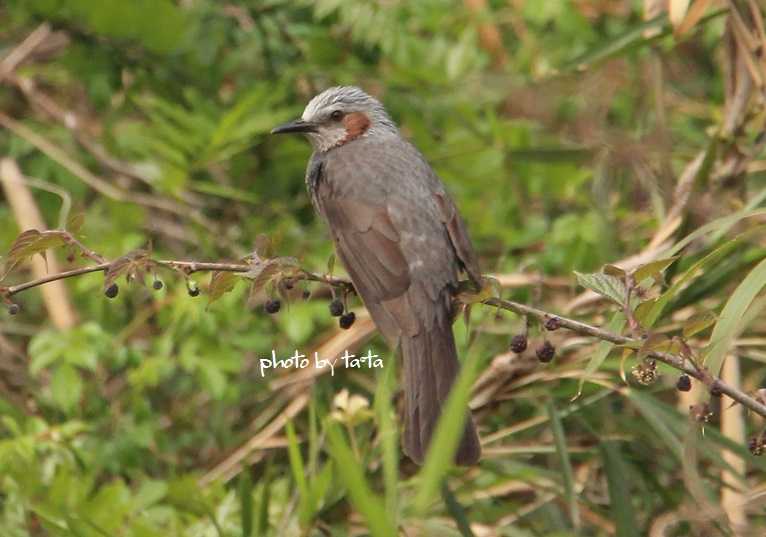 Photo of Brown-eared Bulbul at 仙台市・水の森公園 by ta@ta