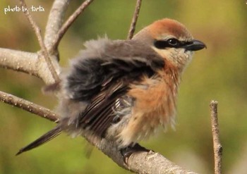 Bull-headed Shrike 仙台市・水の森公園 Sun, 5/7/2017