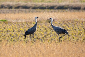 Hooded Crane Izumi Crane Observation Center Sun, 1/9/2022