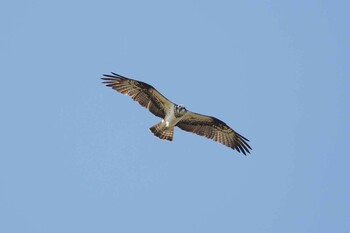 Osprey Izumi Crane Observation Center Sun, 1/9/2022