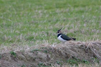 Northern Lapwing Izumi Crane Observation Center Sun, 1/9/2022