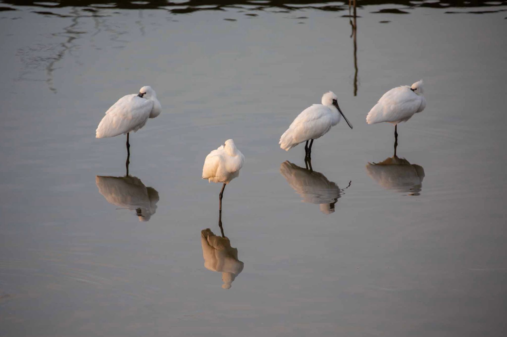 Photo of Eurasian Spoonbill at Izumi Crane Observation Center by Leaf