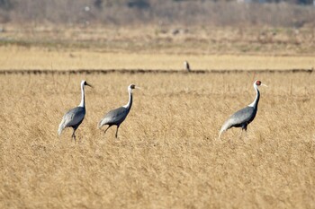 White-naped Crane Izumi Crane Observation Center Mon, 1/10/2022