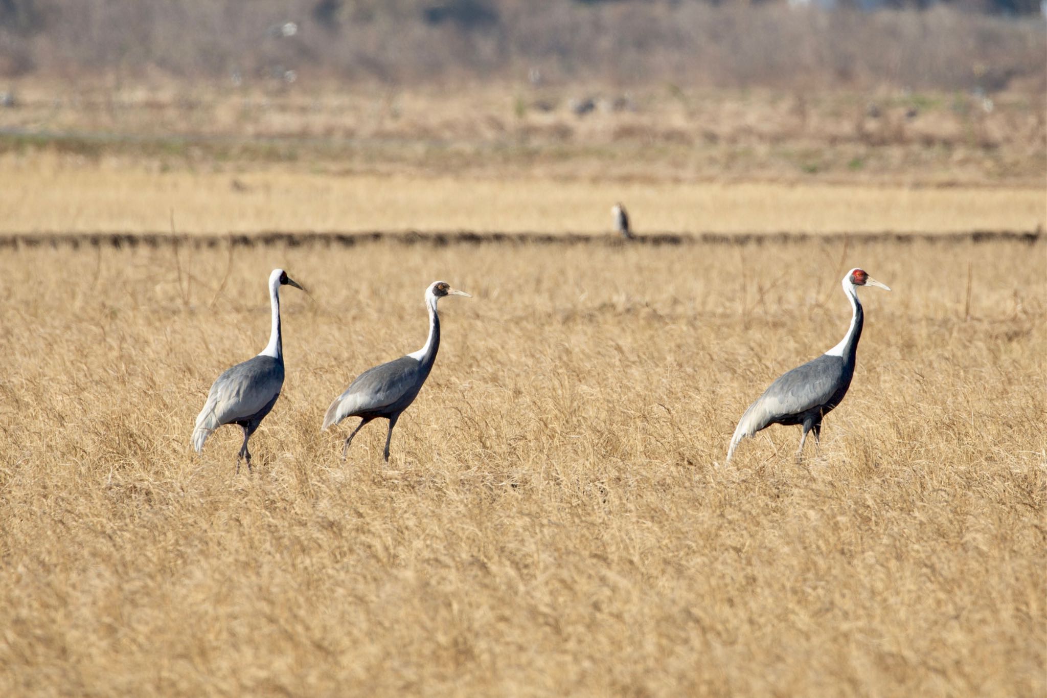 Photo of White-naped Crane at Izumi Crane Observation Center by Leaf