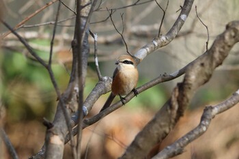 Bull-headed Shrike 平谷川 Mon, 1/10/2022