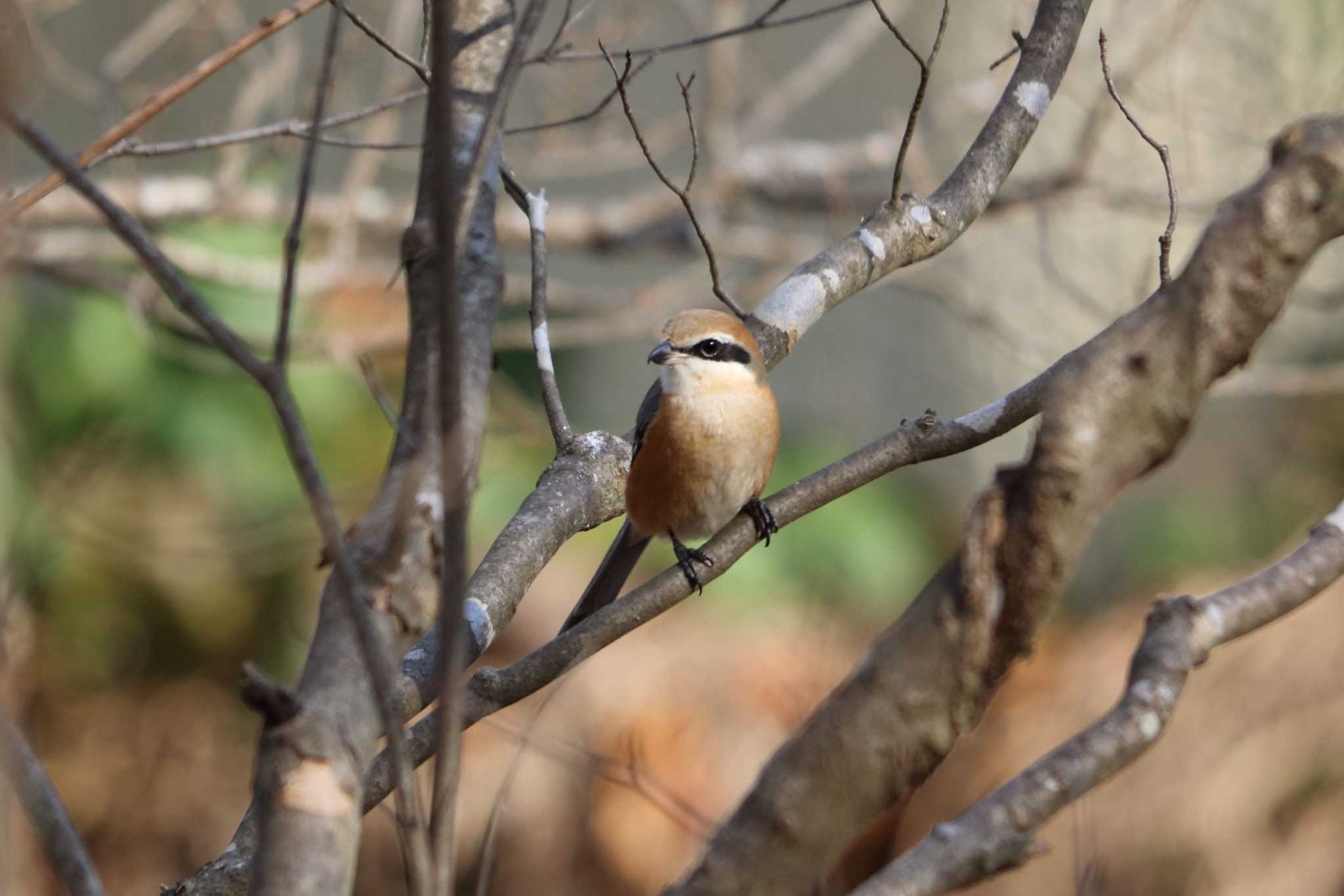 Bull-headed Shrike