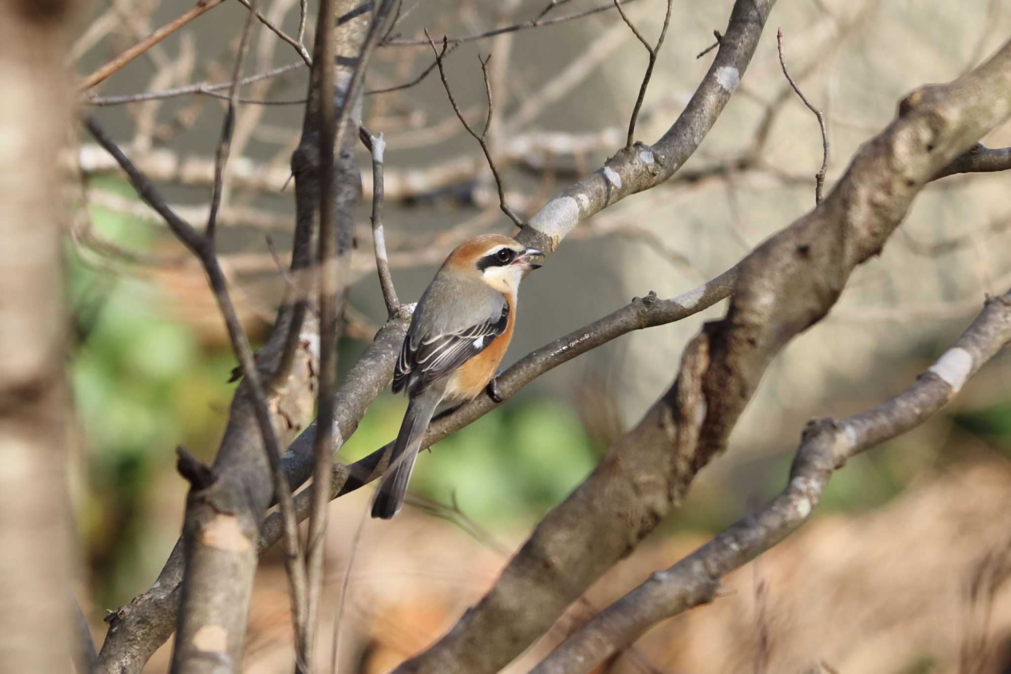 Bull-headed Shrike