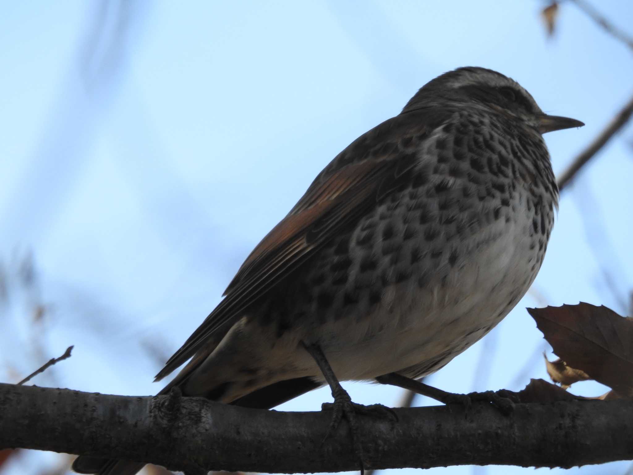 Dusky Thrush