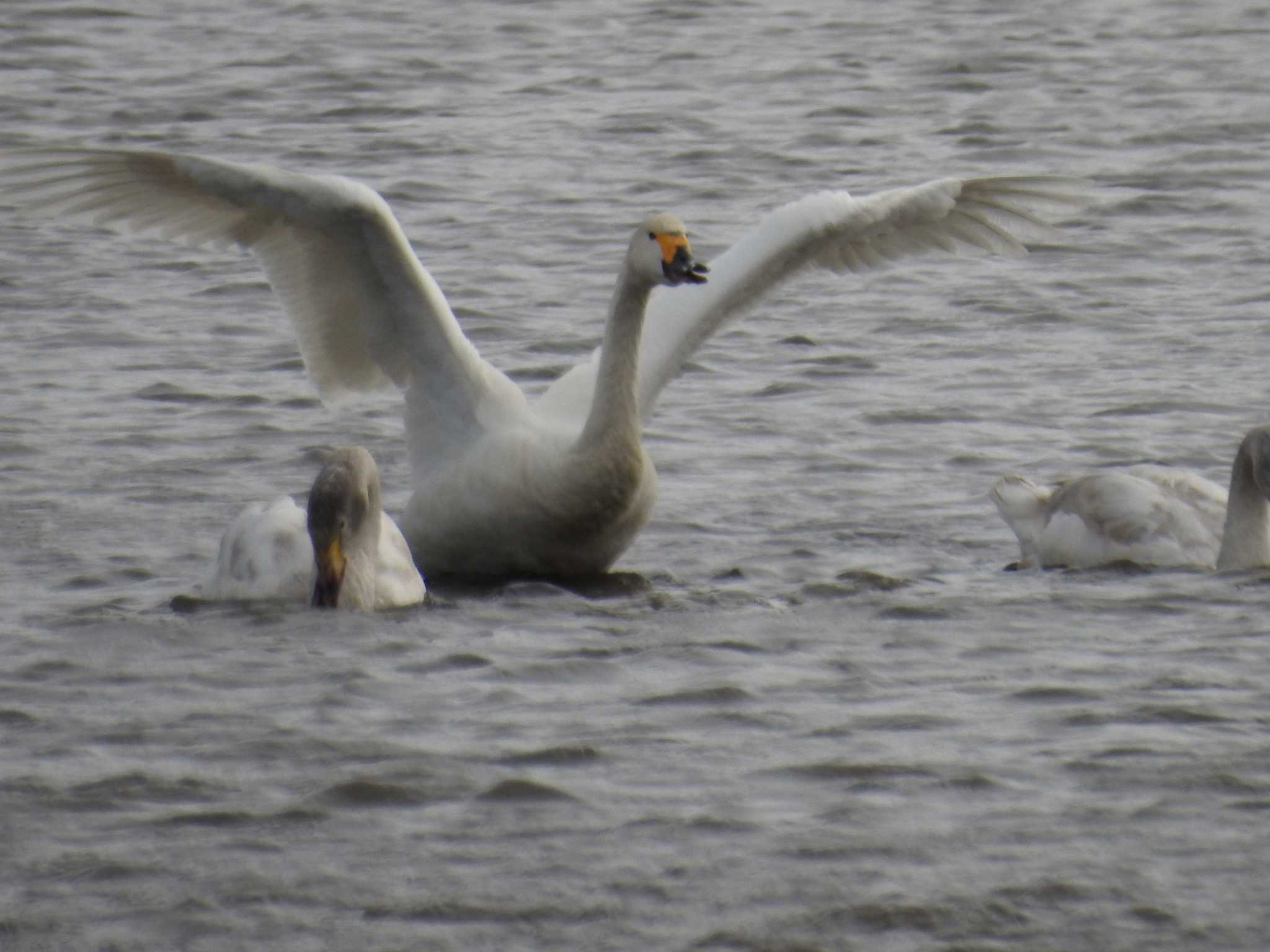 Whooper Swan