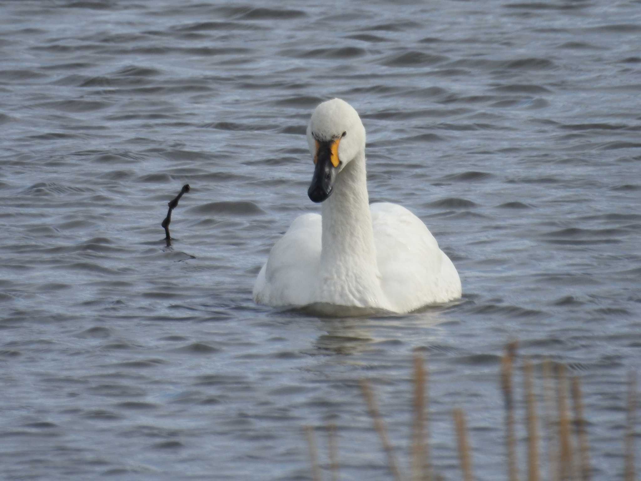 Photo of Tundra Swan at 多々良沼 by つきお