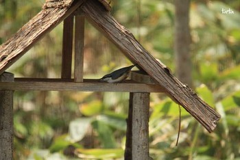 Eurasian Nuthatch 宮城蔵王・ことりハウス Thu, 5/4/2017