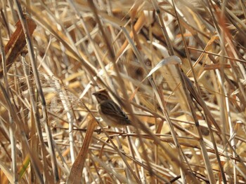 2021年12月31日(金) 多々良沼の野鳥観察記録