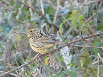 2021年12月27日(月) 沢山池の野鳥観察記録