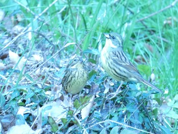 2021年12月29日(水) 衣笠山公園の野鳥観察記録