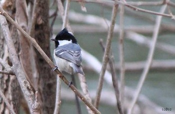 Coal Tit 北上市 Sat, 3/18/2017