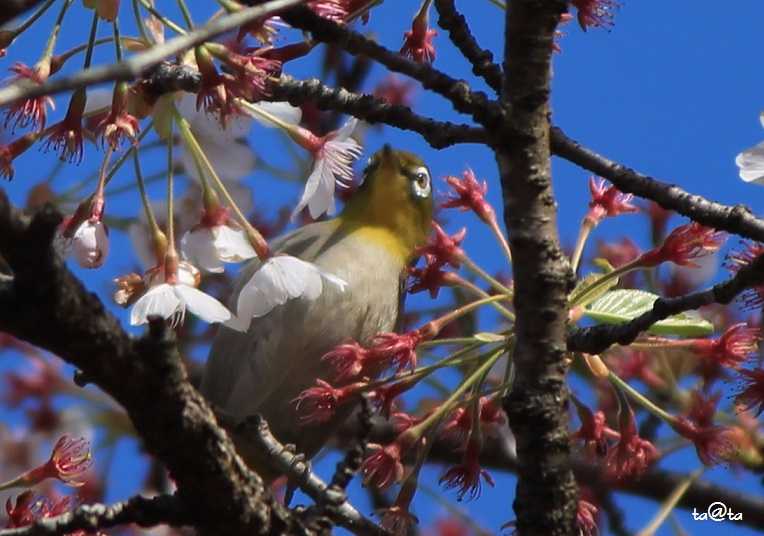 Photo of Warbling White-eye at 水の森公園 by ta@ta