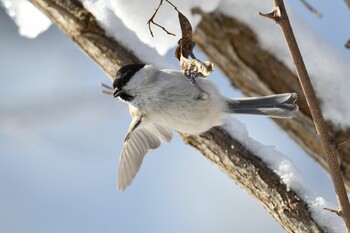 Marsh Tit 札幌 Mon, 1/10/2022