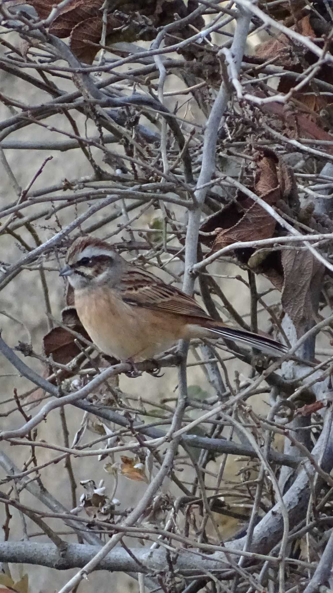 Meadow Bunting