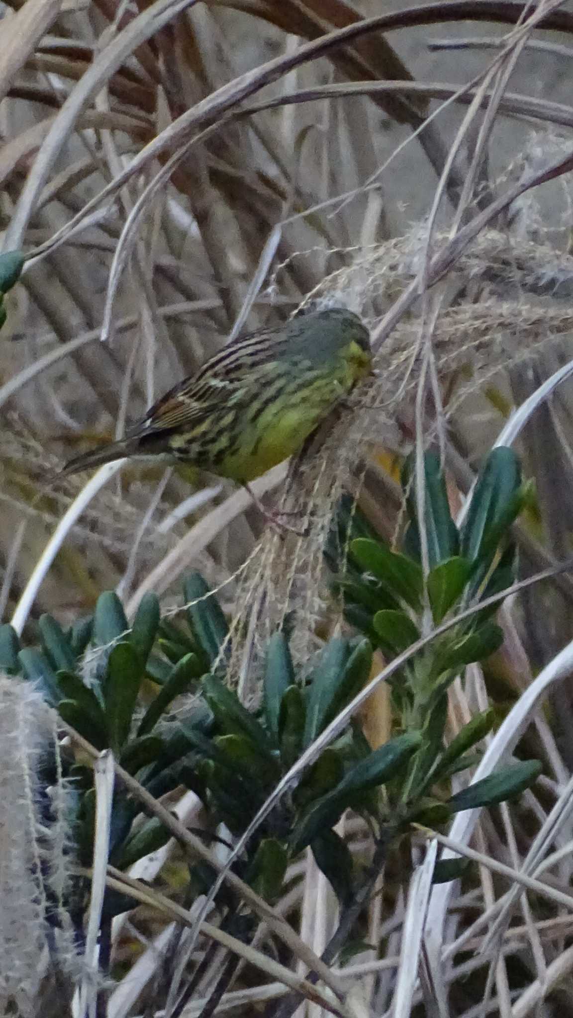 Masked Bunting