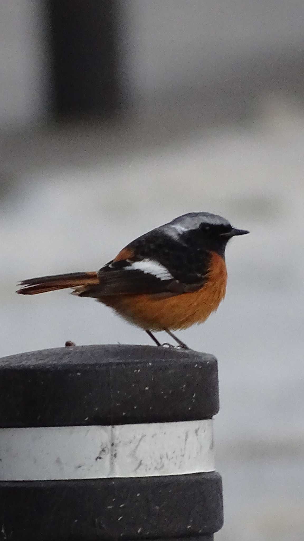 Daurian Redstart