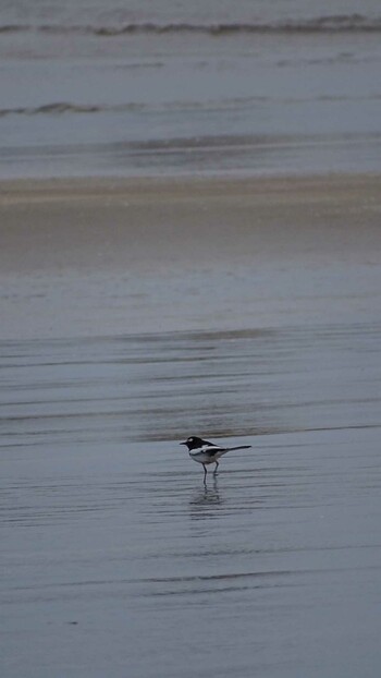 Mon, 1/10/2022 Birding report at 屏風ヶ浦遊歩道