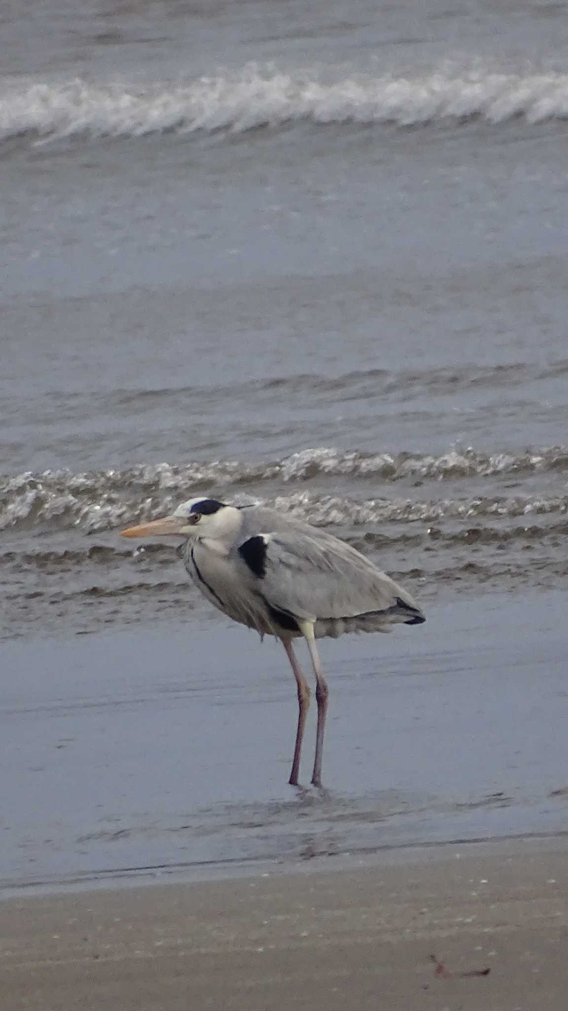 Grey Heron