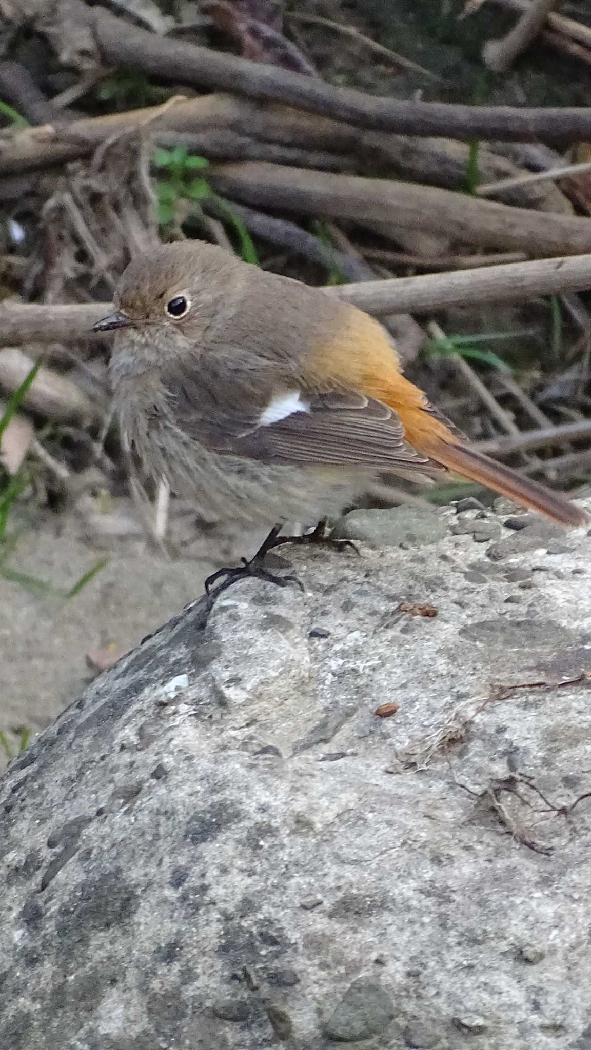 Daurian Redstart