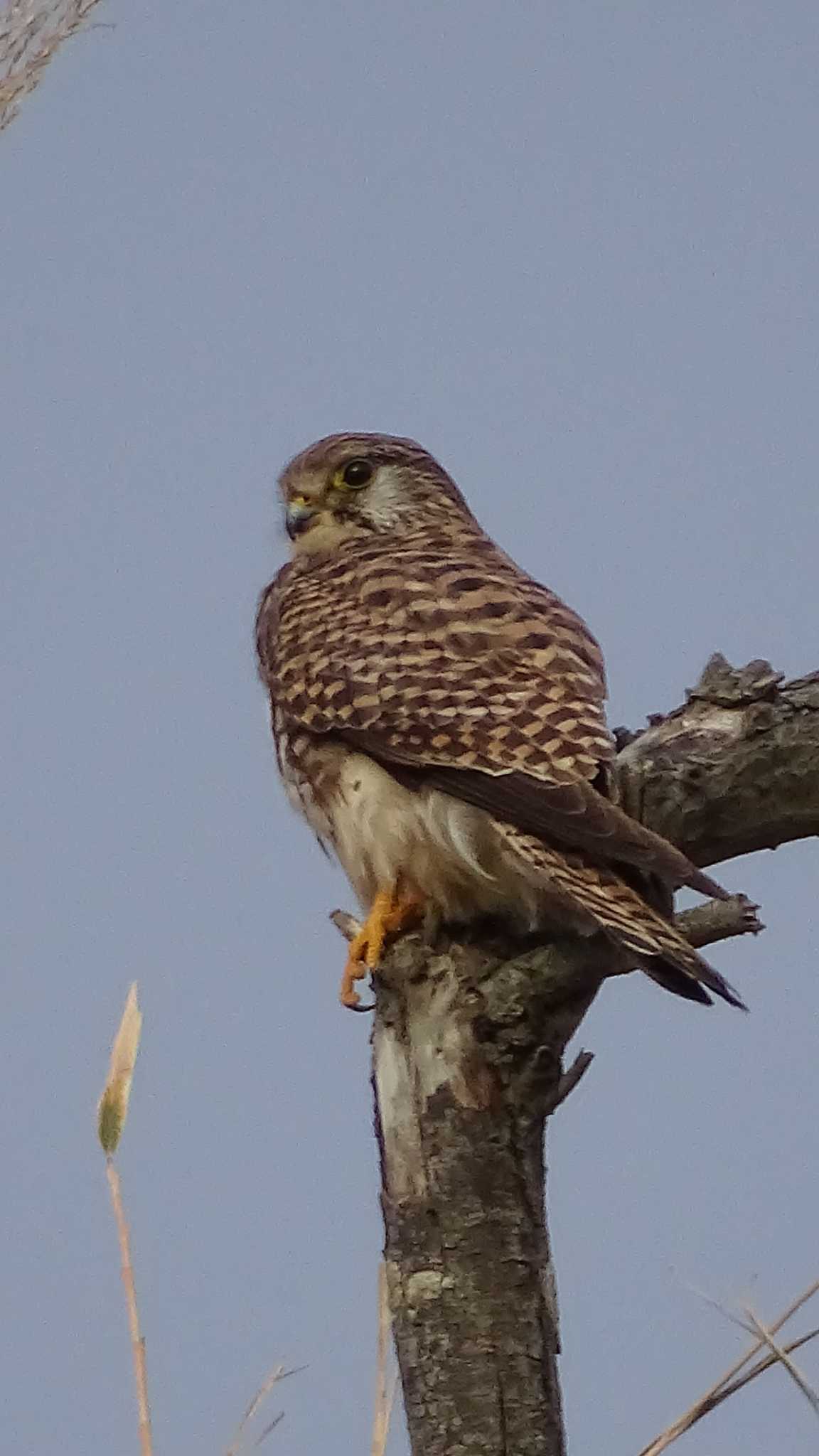 Common Kestrel