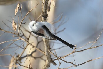 Long-tailed tit(japonicus) 札幌 Mon, 1/10/2022