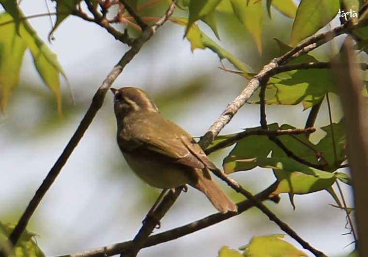 Photo of Eastern Crowned Warbler at 宮城蔵王 by ta@ta