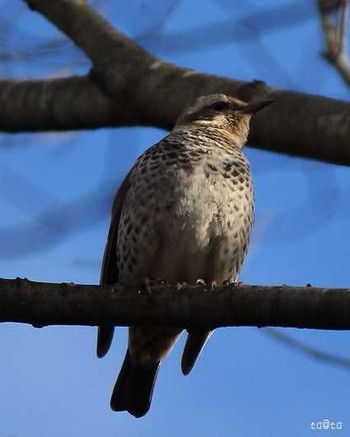 Dusky Thrush 仙台市・七北田公園 Sat, 2/18/2017