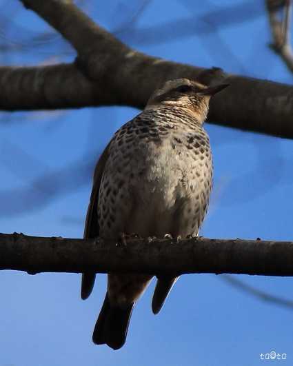 Photo of Dusky Thrush at 仙台市・七北田公園 by ta@ta