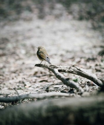 Red-flanked Bluetail 神戸市保久良山 Sun, 1/9/2022