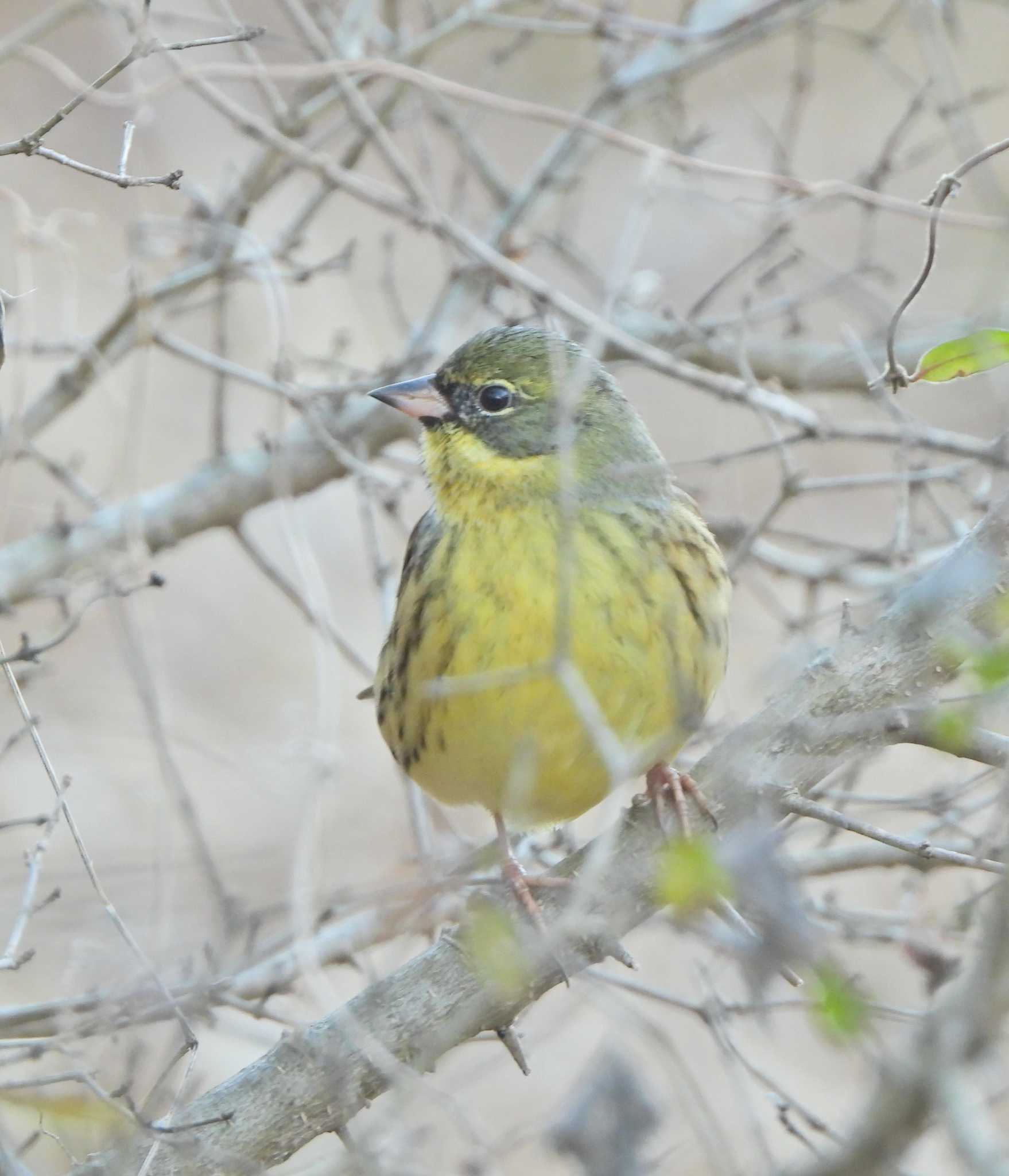 Photo of Masked Bunting at Maioka Park by あるぱか