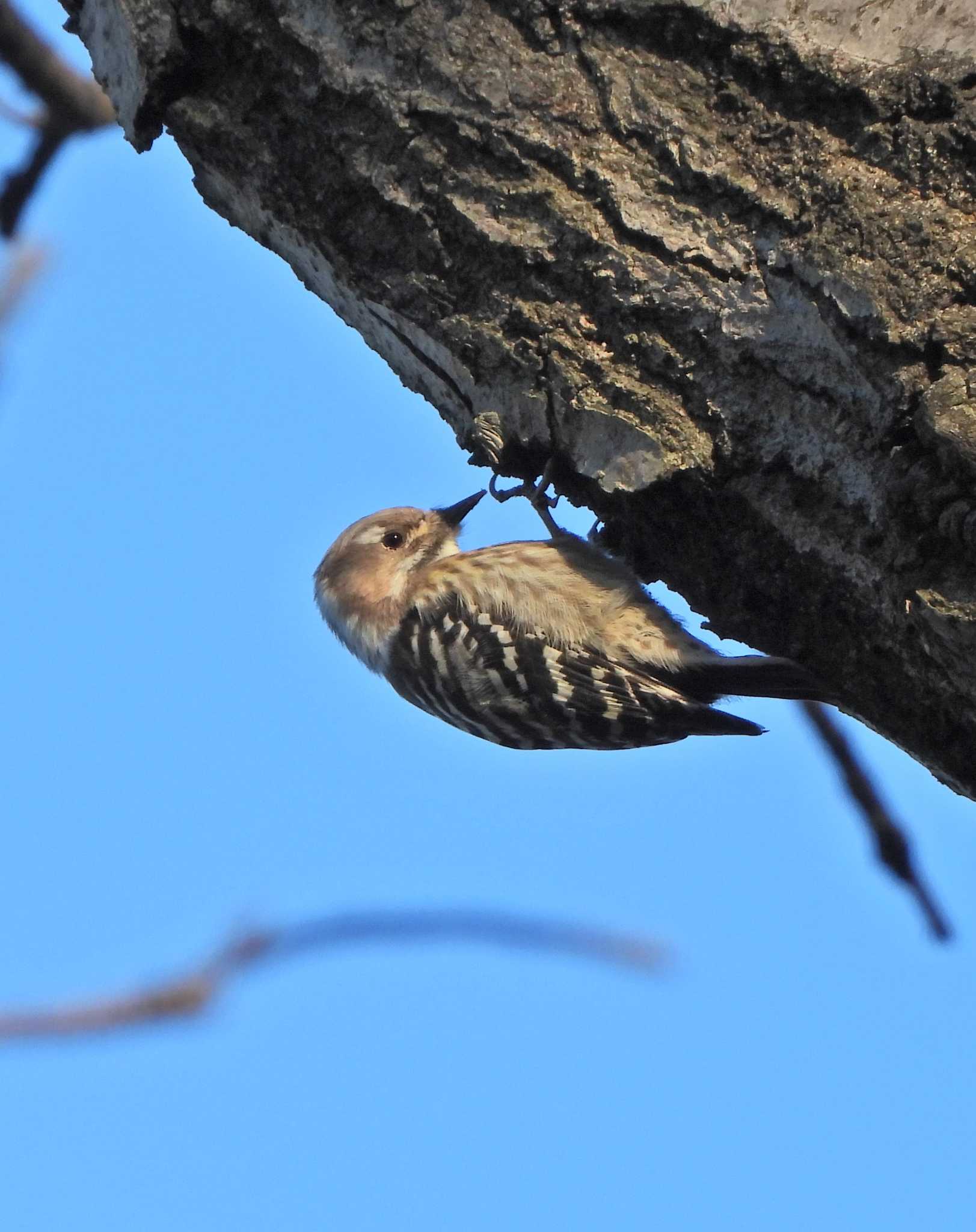 Japanese Pygmy Woodpecker