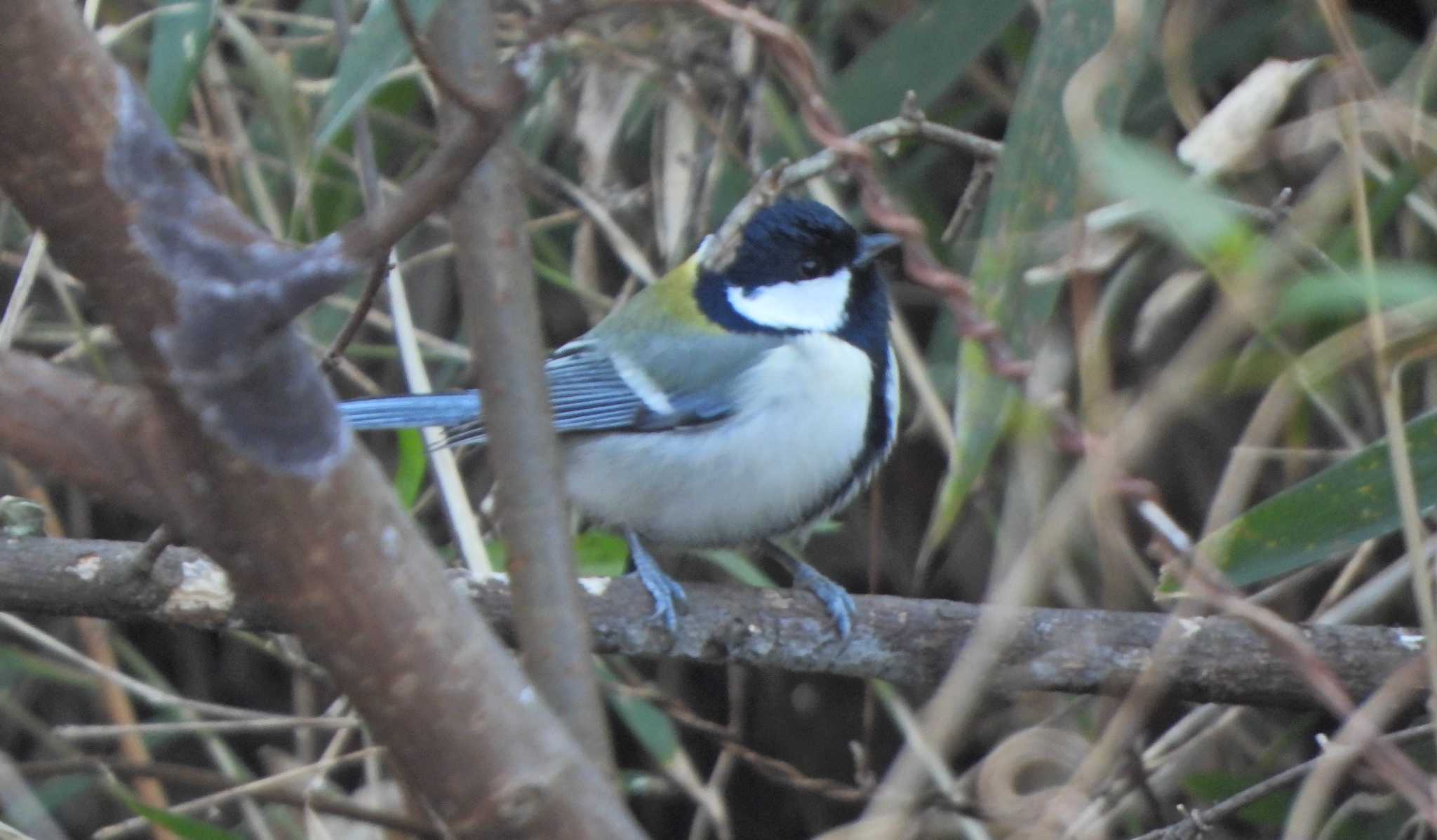 シジュウカラ