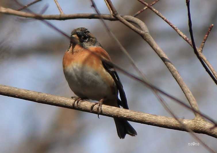 Photo of Brambling at 七北田公園 by ta@ta