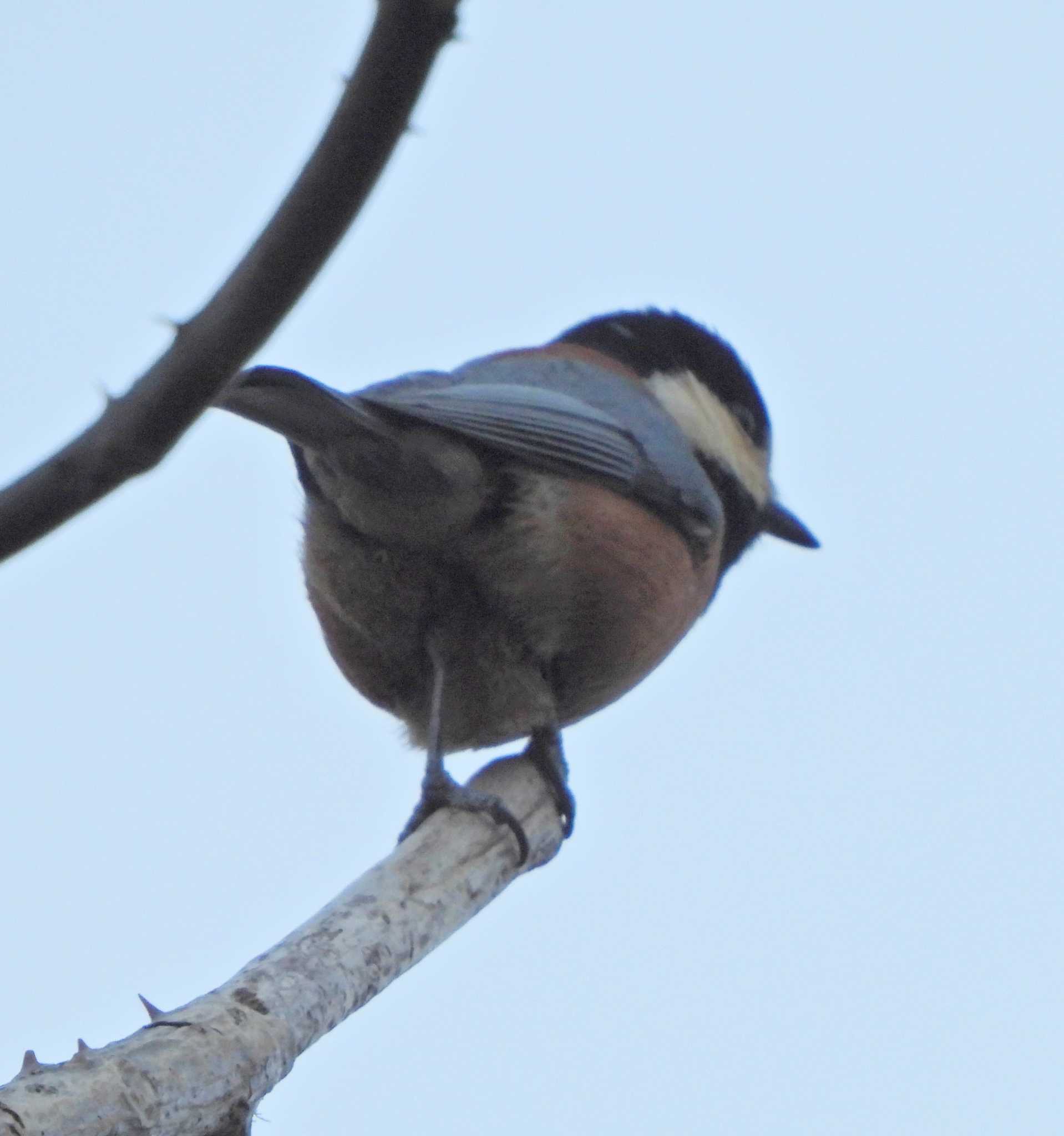 Varied Tit