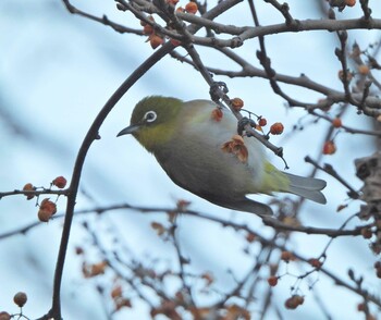 2022年1月1日(土) 舞岡公園の野鳥観察記録