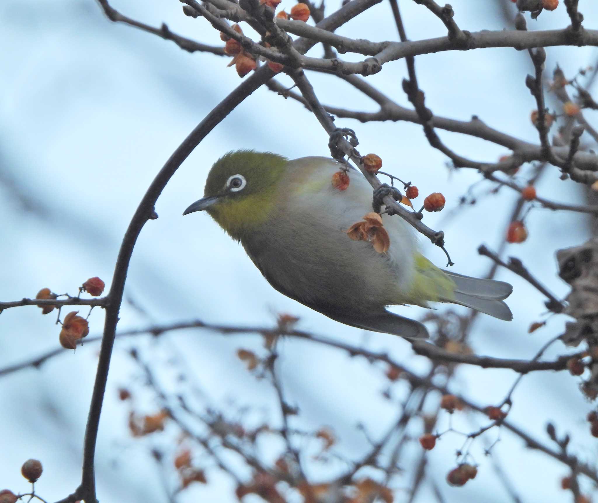 Warbling White-eye