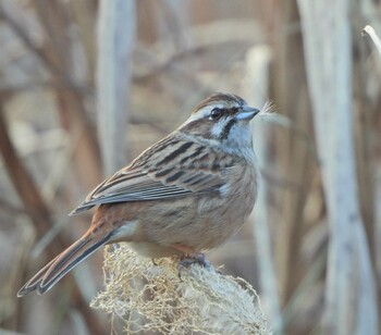 Sun, 1/2/2022 Birding report at 湘南国際村