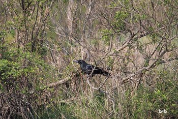 ハシブトガラス 水の森公園 2017年4月30日(日)