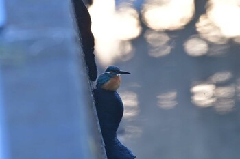 カワセミ 長浜公園 2022年1月12日(水)