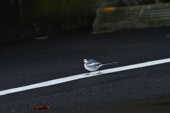 ハクセキレイ 長浜公園 2022年1月12日(水)