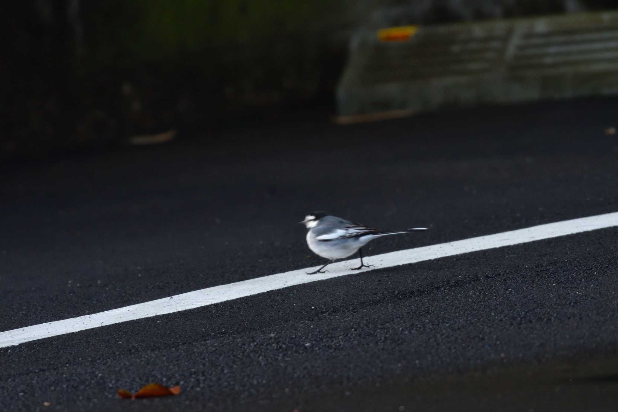 長浜公園 ハクセキレイの写真 by やなさん