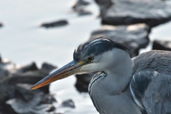 アオサギ 長浜公園 2022年1月12日(水)