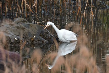 ダイサギ 長浜公園 2022年1月12日(水)