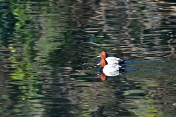 ホシハジロ 長浜公園 2022年1月12日(水)