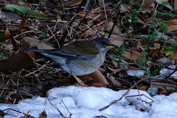 シロハラ 東京港野鳥公園 2022年1月9日(日)