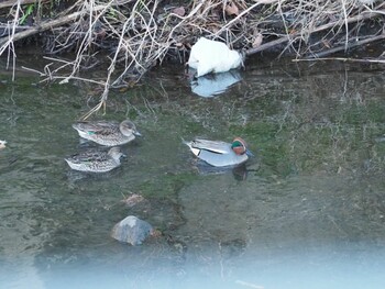 Eurasian Teal 沼津市 東間門 Wed, 1/12/2022